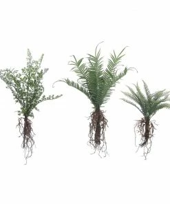 Creative Coop Faux Ferns W/exposed Roots Lifestyle + Home