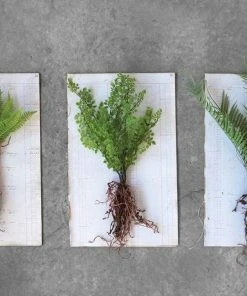 Creative Coop Faux Ferns W/exposed Roots Lifestyle + Home